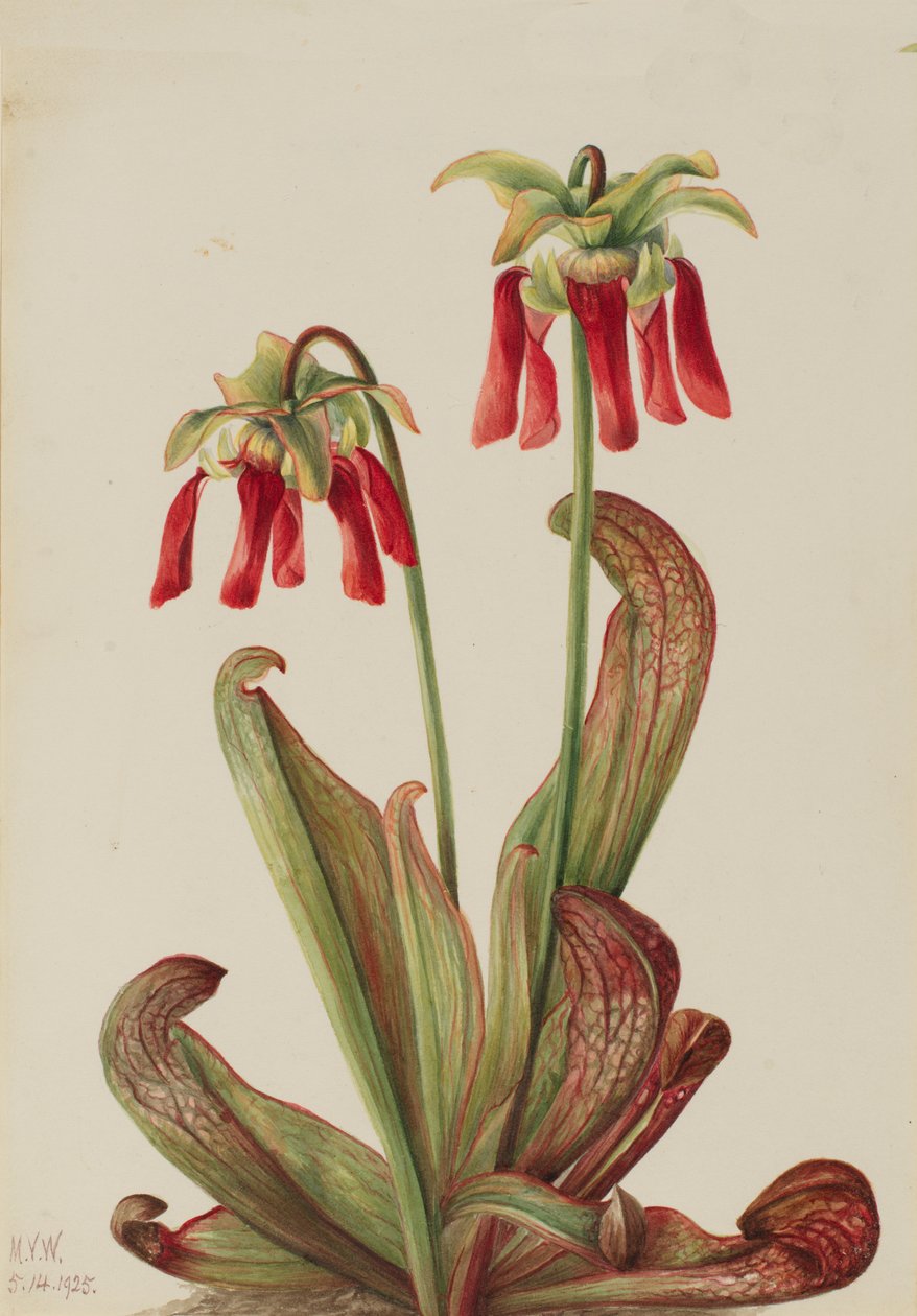 Papegøjekande Sarracenia psittacina, 1925. af Mary Vaux Walcott