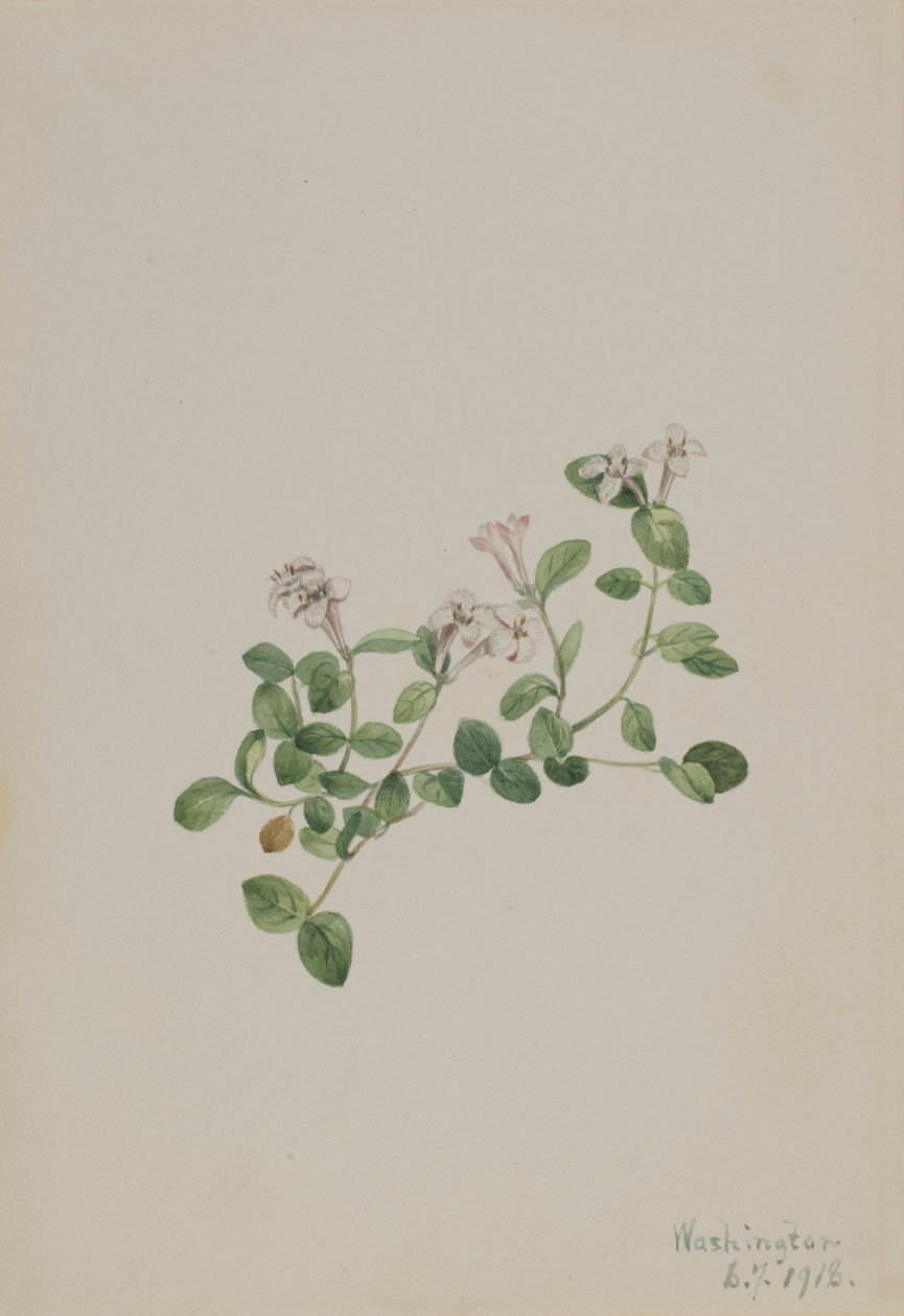 Partridgeberry (Mitchella repena) af Mary Vaux Walcott