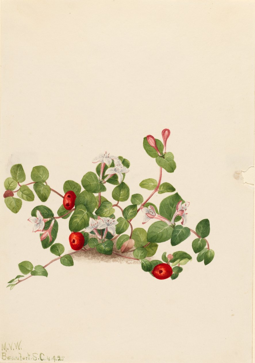 Agerbær (Mitchella repens) af Mary Vaux Walcott