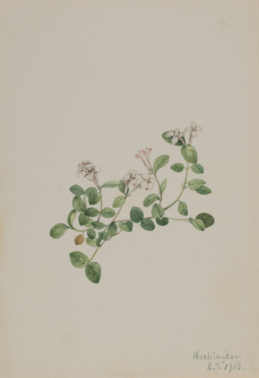 Partridgeberry Mitchella repenserer, 1918. af Mary Vaux Walcott