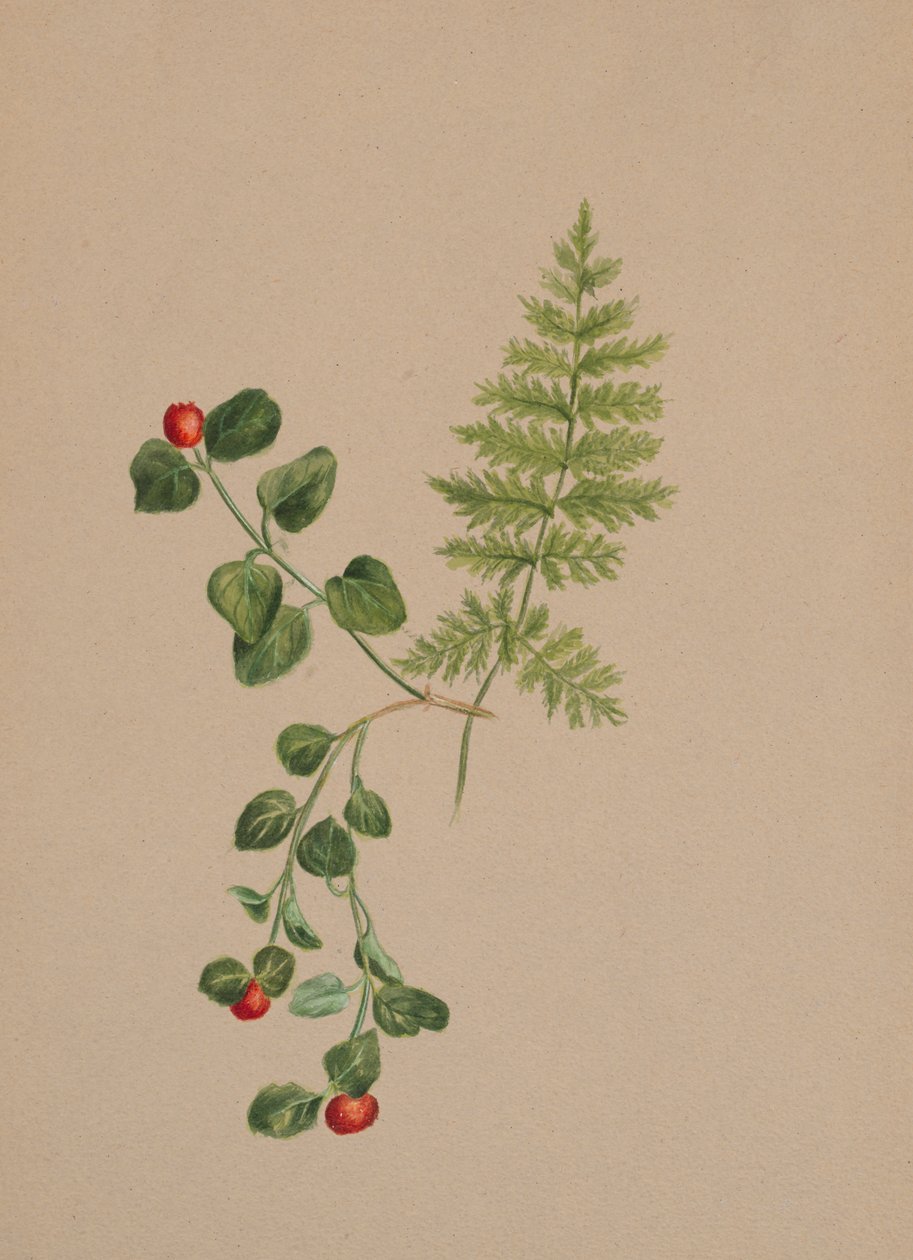 Partridgeberry Mitchella repens, ca. 1883. af Mary Vaux Walcott
