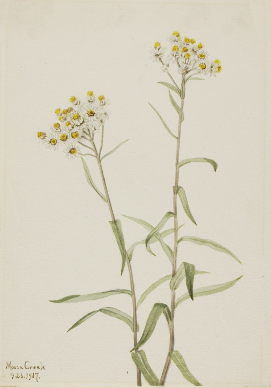 Pearl Everlasting Anaphalis margaritacea, 1917. af Mary Vaux Walcott