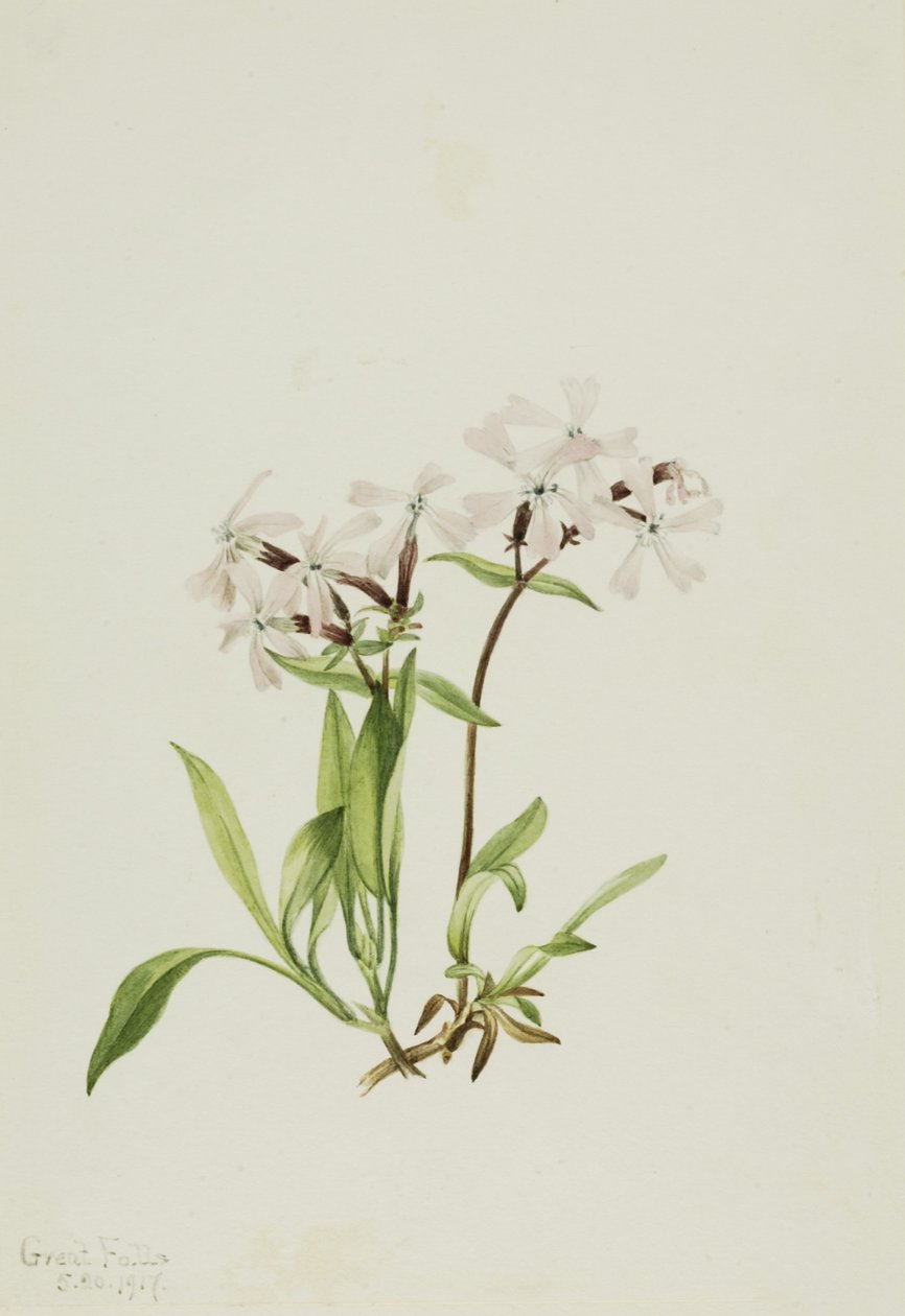 Torvemund (Silene caroliniana) af Mary Vaux Walcott