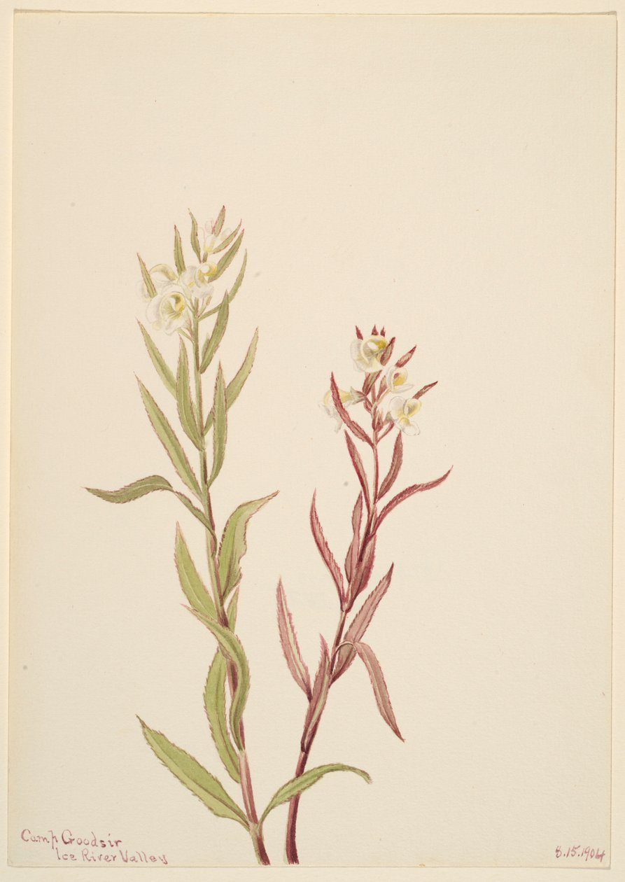Pedicularis raremosa af Mary Vaux Walcott