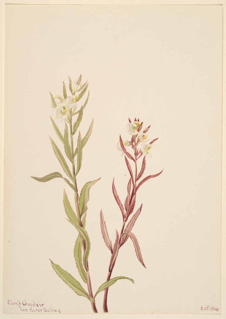 Pedicularis raremosa, 1904. af Mary Vaux Walcott