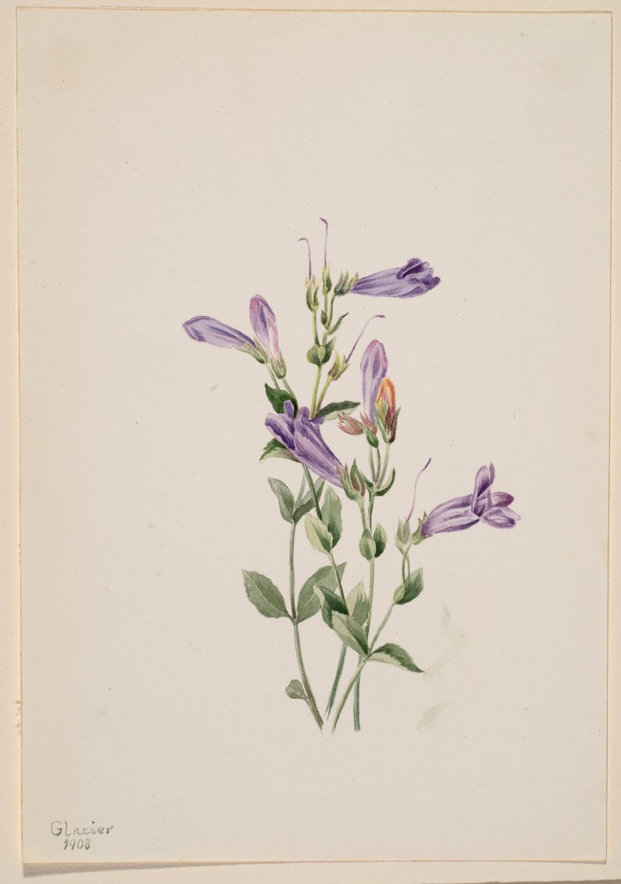 Penstemon (Penstimon fruiticosus) af Mary Vaux Walcott