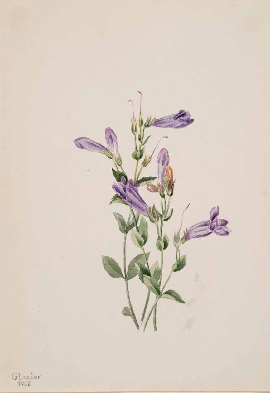 Penstemon Penstimon fruiticosus, 1903. af Mary Vaux Walcott
