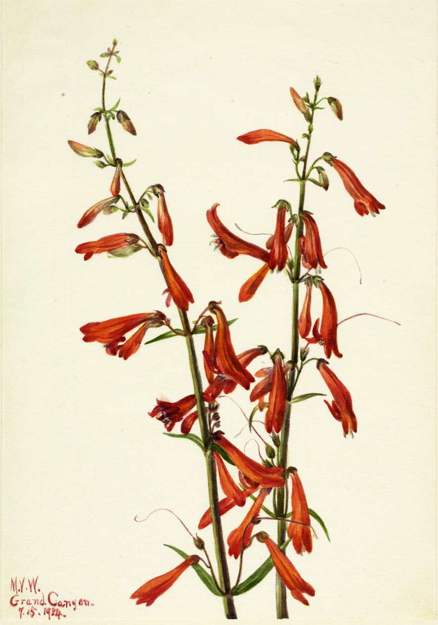 Pentstemon (Pentstemon barbatus) af Mary Vaux Walcott