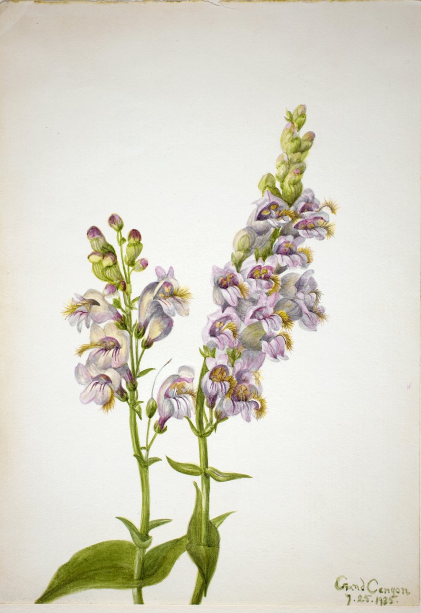 Pentstemon Pentstemon macranthus, 1935. af Mary Vaux Walcott