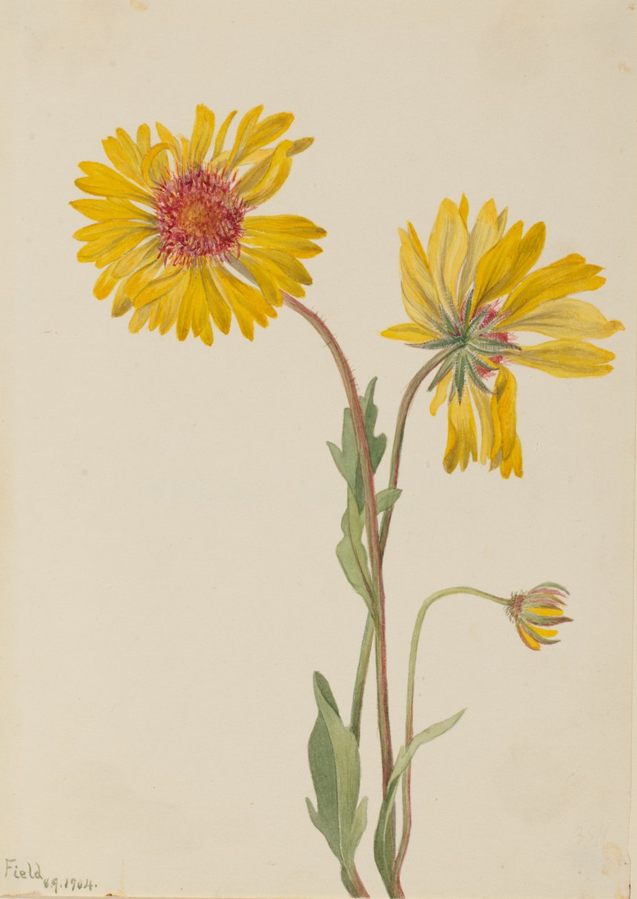 Flerårig Gaillardia Gaillardia aristata, 1904. af Mary Vaux Walcott