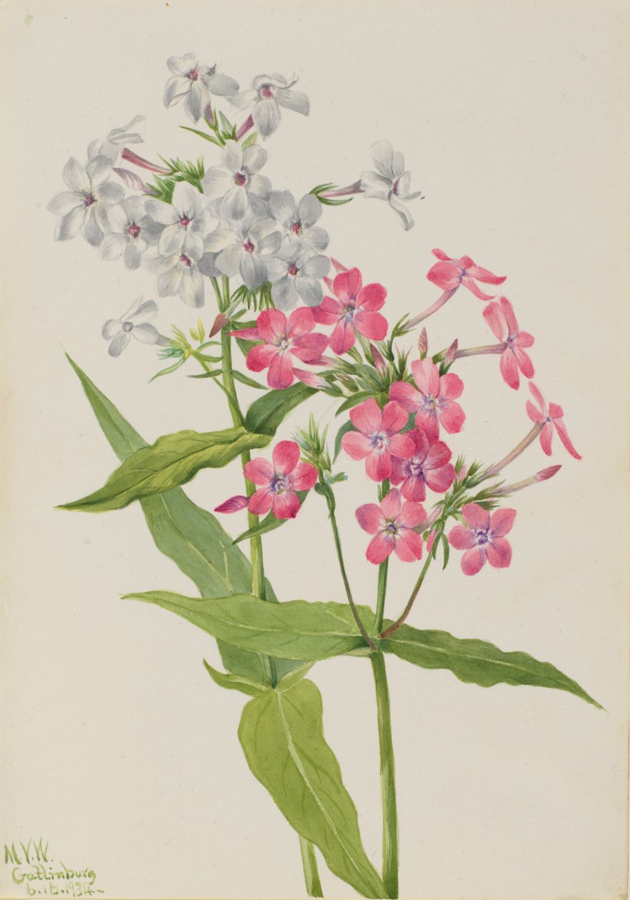 Flerårig Phlox Phlox paniculata, 1934. af Mary Vaux Walcott