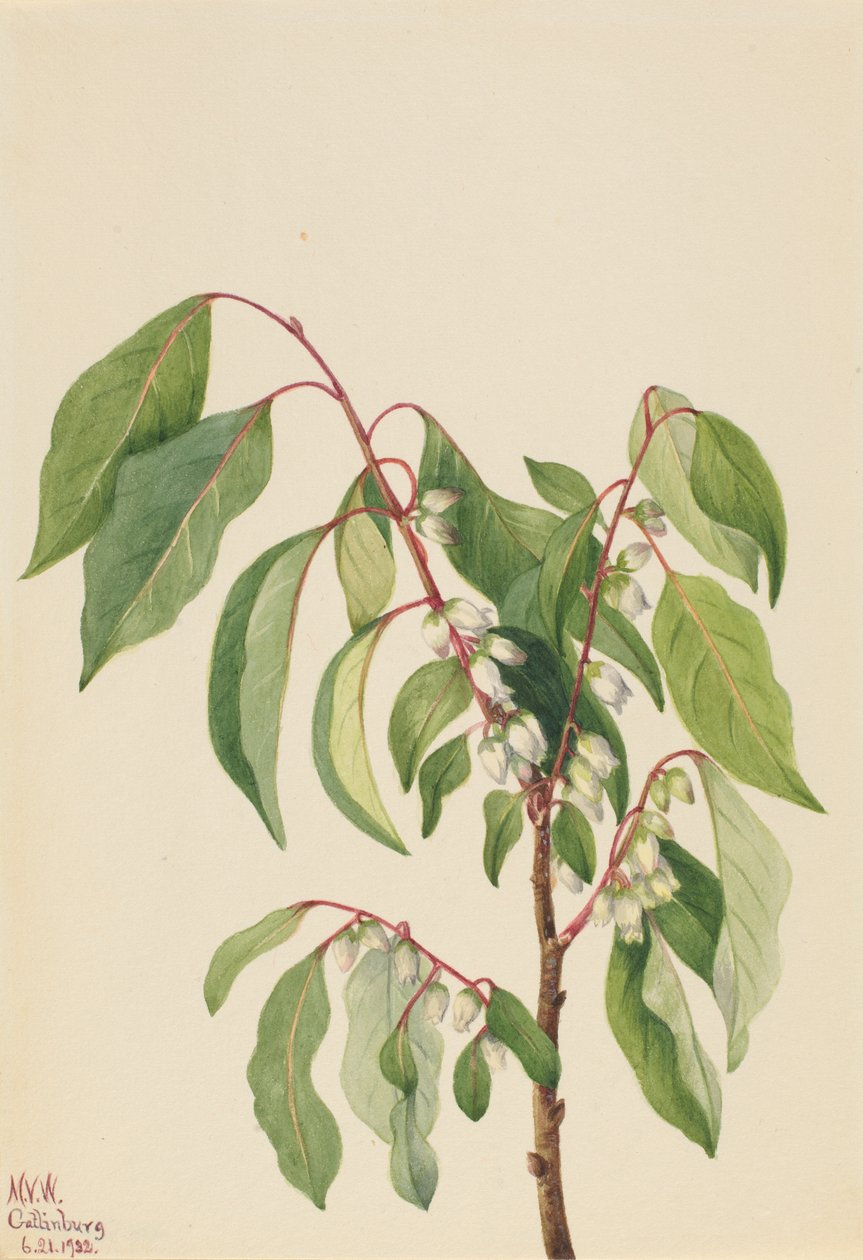 Persimmon (Diospyros virginiana) af Mary Vaux Walcott