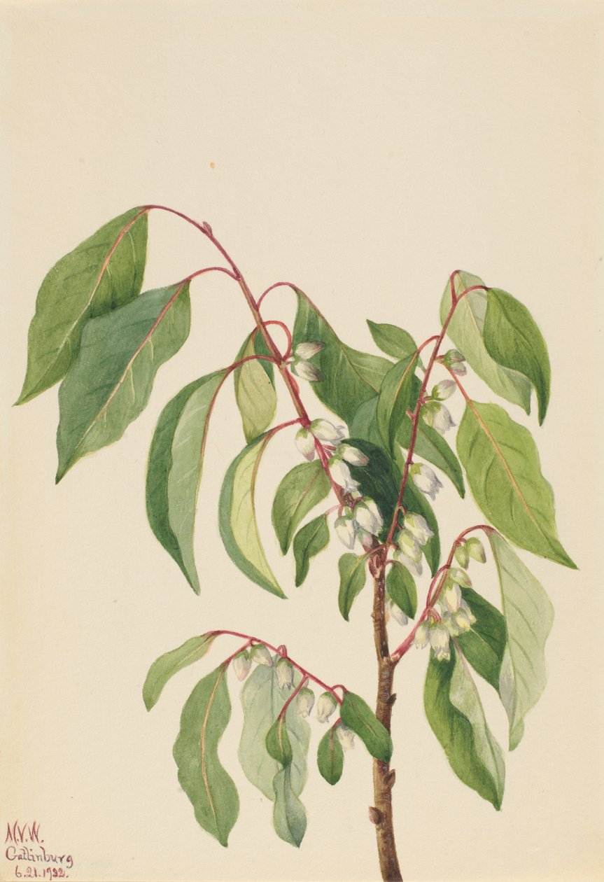 Persimmon Diospyros virginiana, 1932. af Mary Vaux Walcott