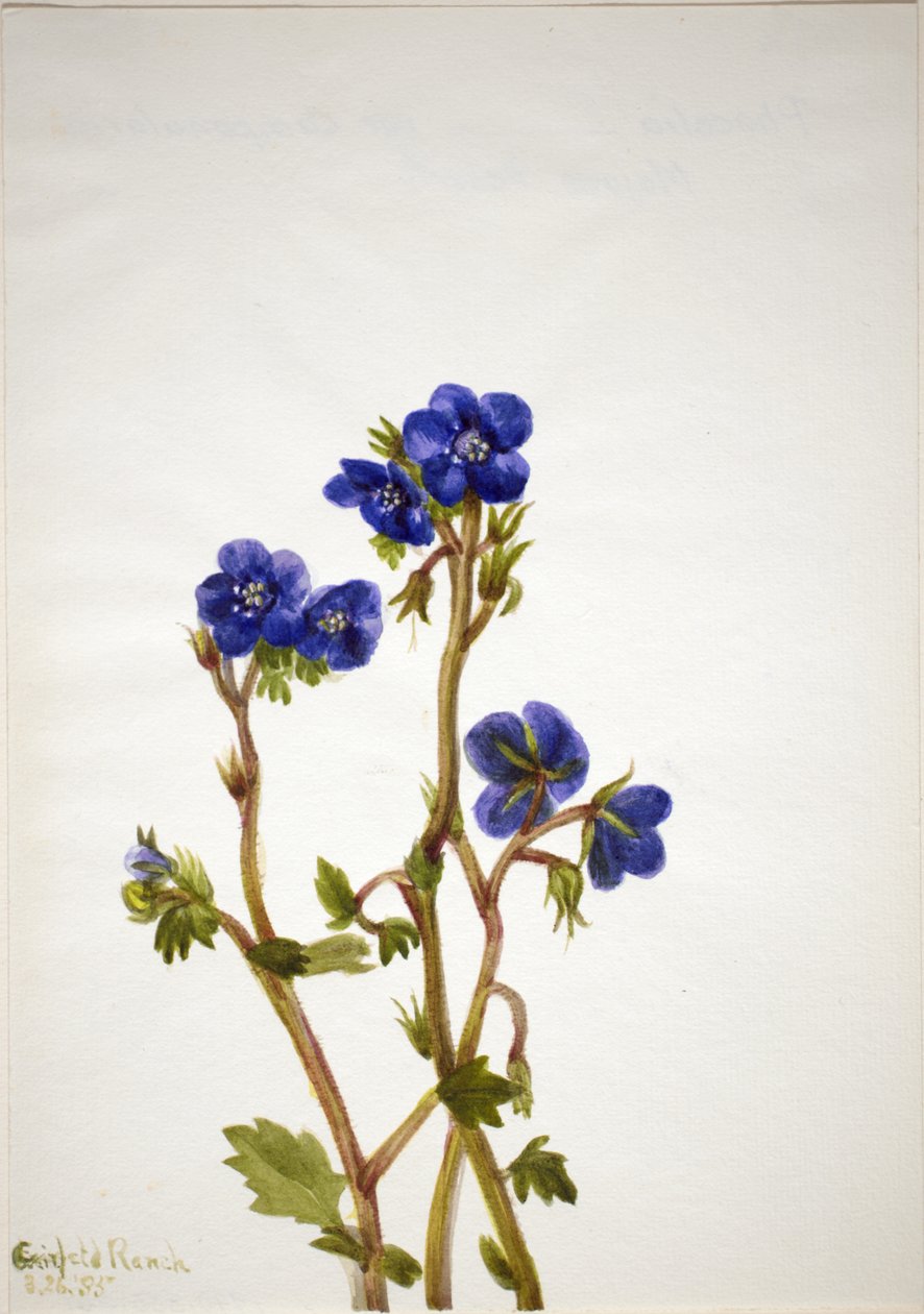 Phacelia Phacelia parryi, 1935. af Mary Vaux Walcott