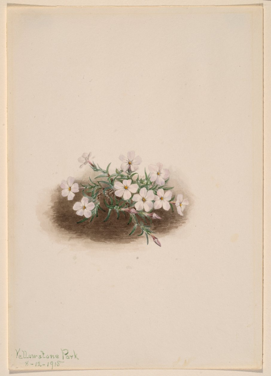 Floks af Mary Vaux Walcott