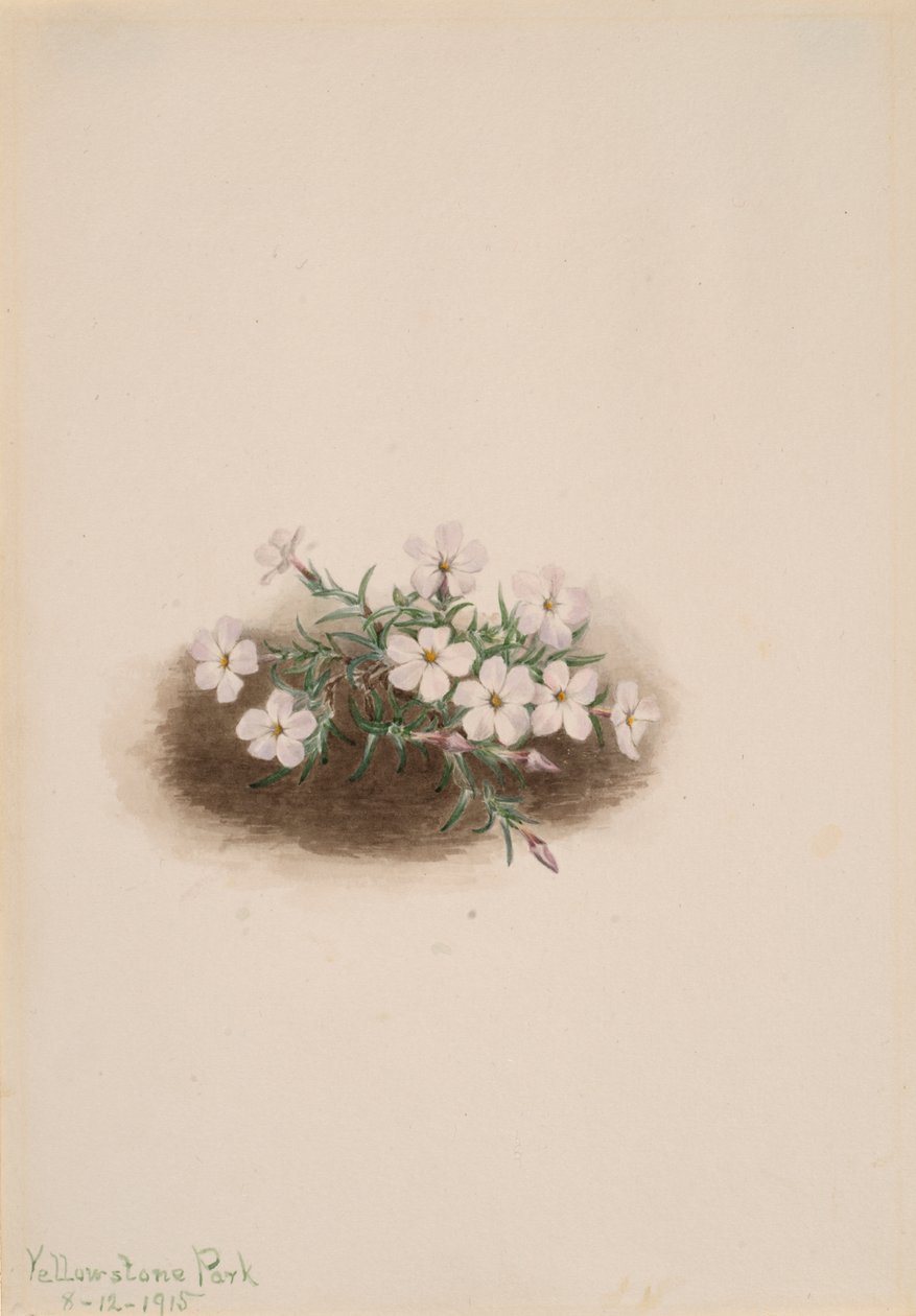 Phlox, 1915. af Mary Vaux Walcott