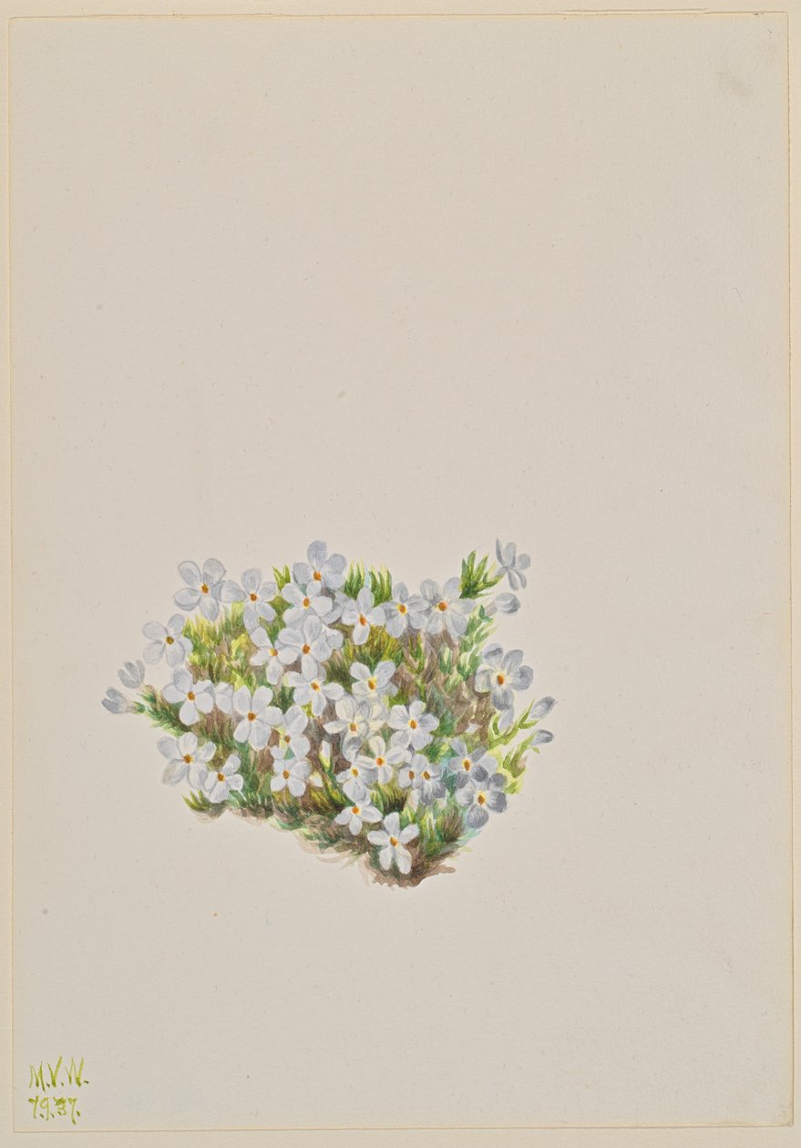 Phlox Phlox caespitosa, 1937. af Mary Vaux Walcott