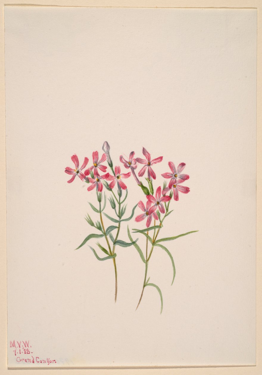 Floks stansburyi af Mary Vaux Walcott
