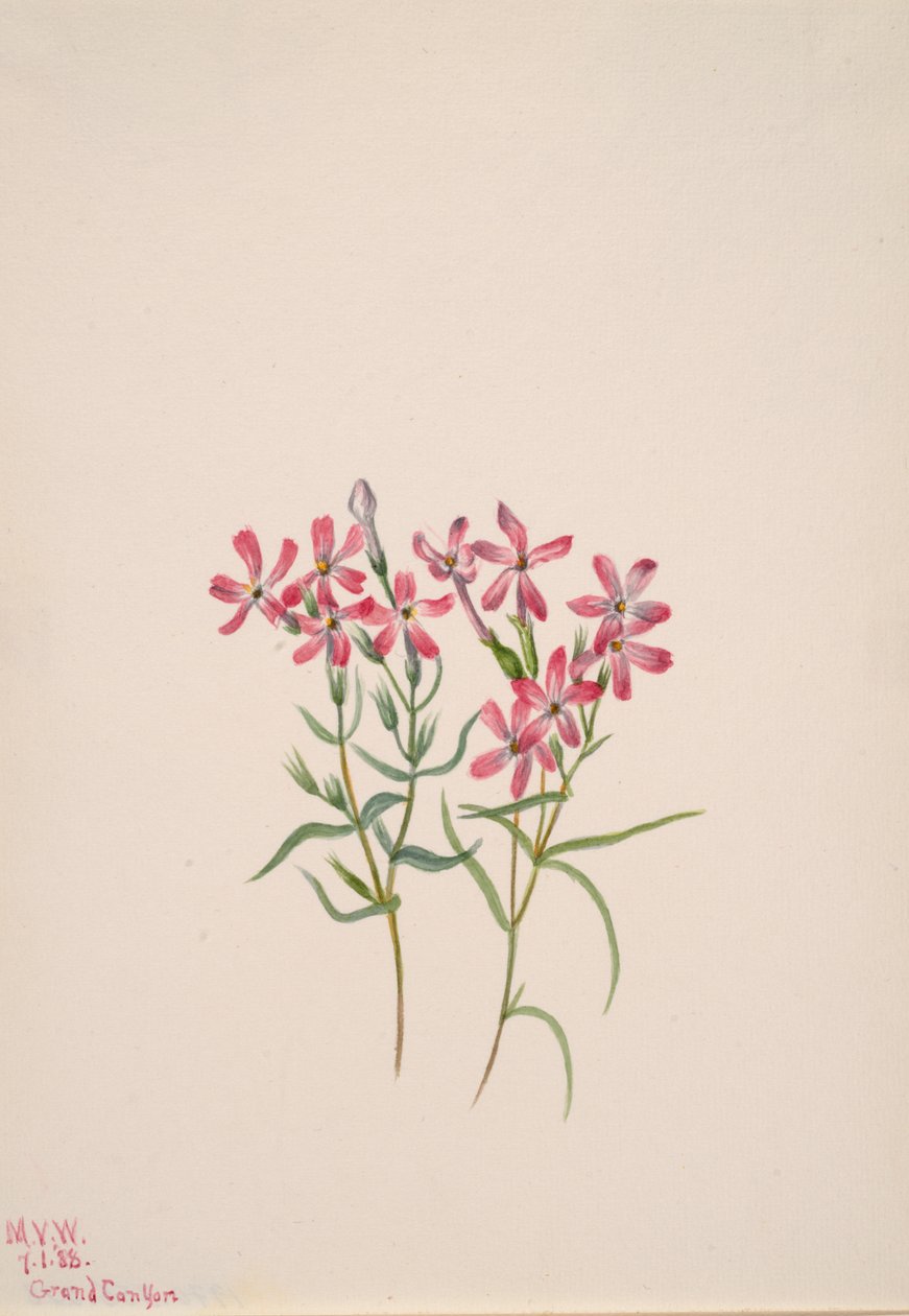 Phlox stansburyi, 1938. af Mary Vaux Walcott