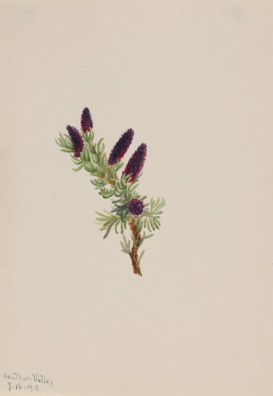Picea engelmanni af Mary Vaux Walcott