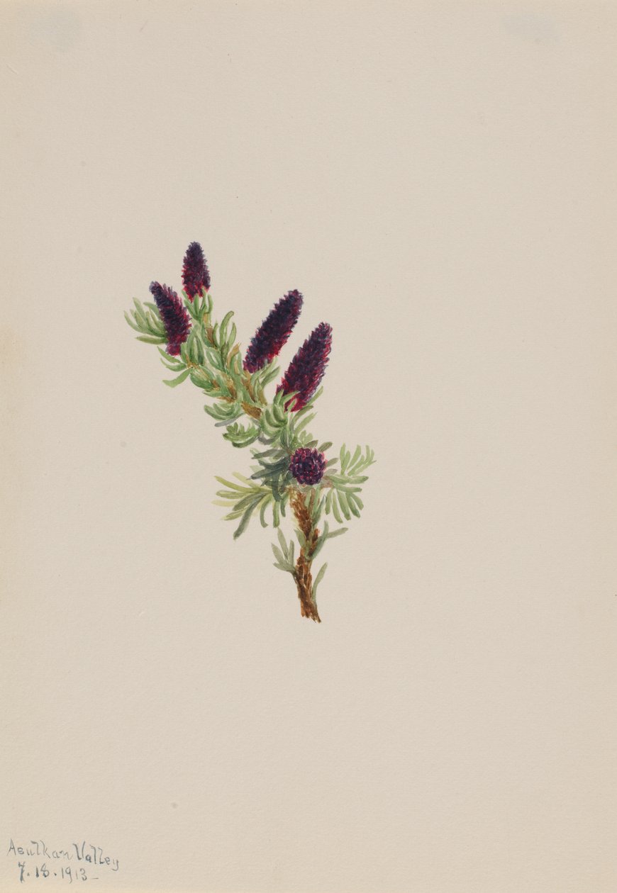 Picea engelmanni, 1913. af Mary Vaux Walcott