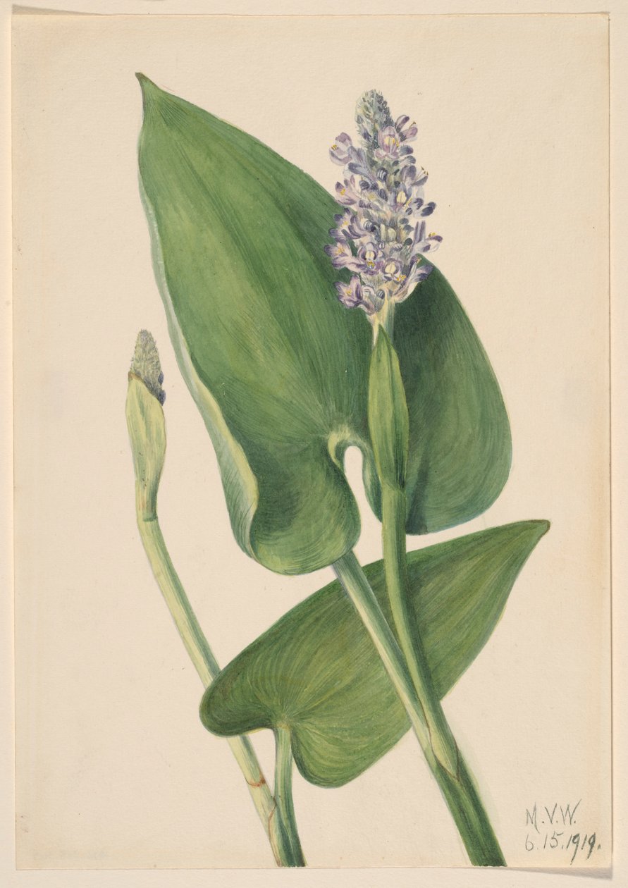 Kæmpenatlys (Pontederia cordata) af Mary Vaux Walcott