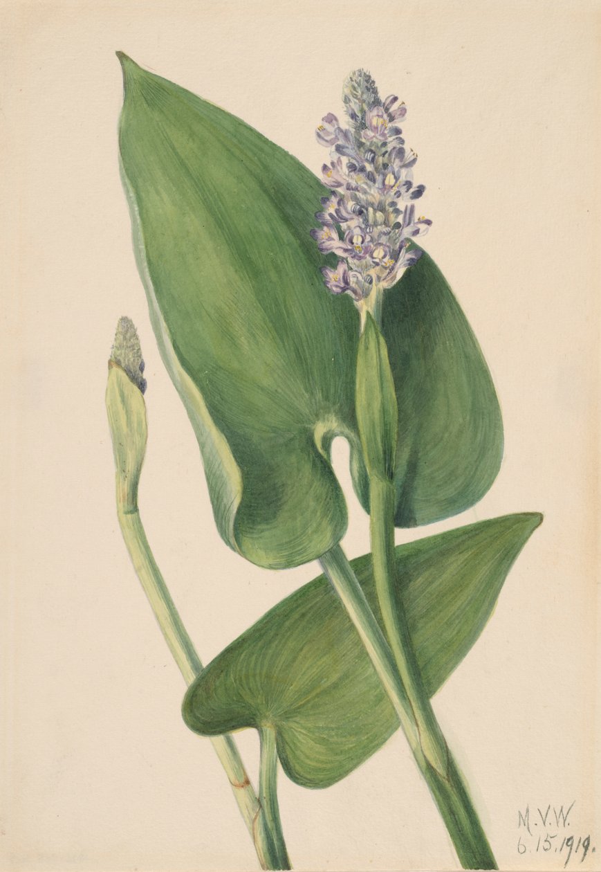 Pickerelweed Pontederia cordata, 1919. af Mary Vaux Walcott