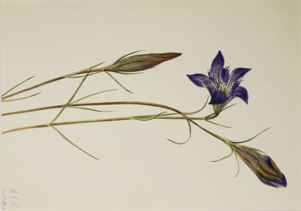 Pinebarren ensian (Gentiana porphyrio) af Mary Vaux Walcott