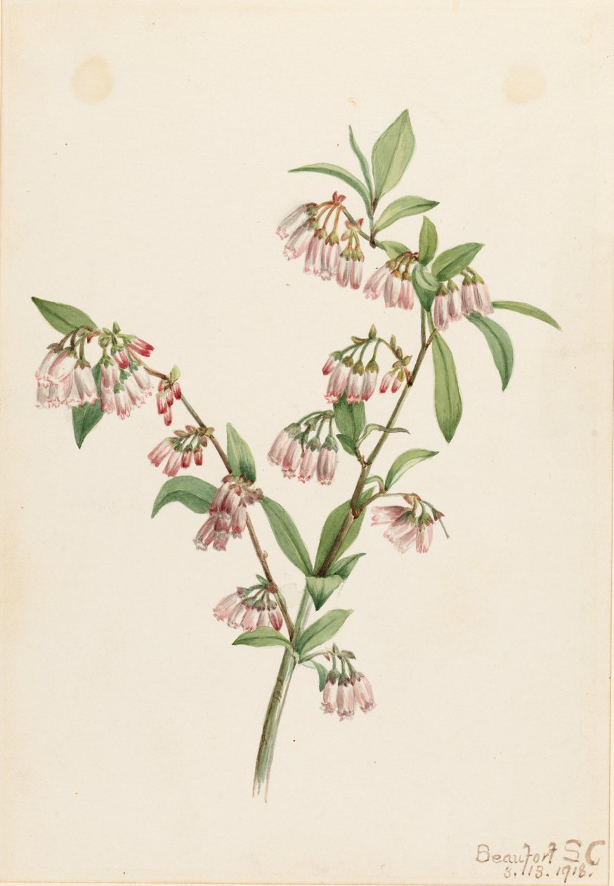 Pineland-blåbær (Vaccinium tenellum) af Mary Vaux Walcott