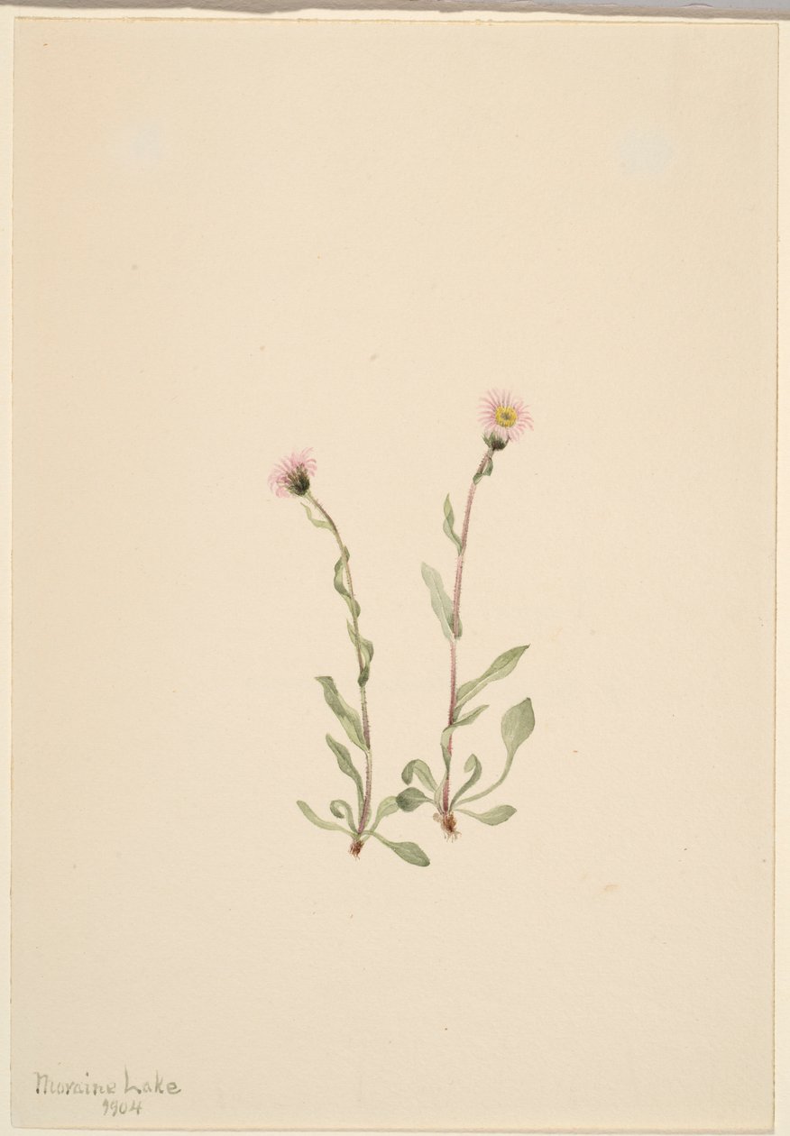 Lyserød loppeurt (Erigeron jucundus) af Mary Vaux Walcott