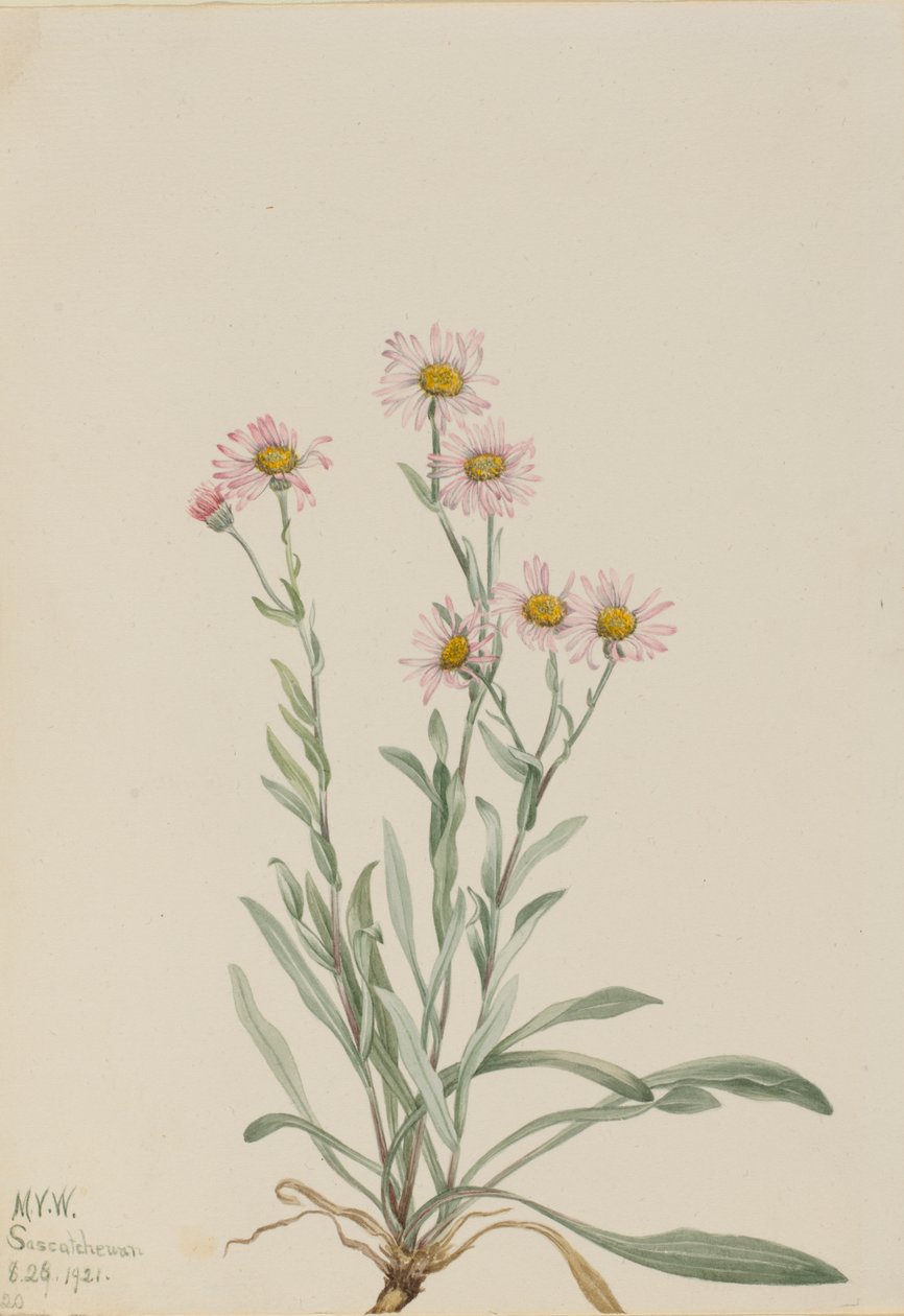 Pink Fleabane Erigeron caespitosus, 1921. af Mary Vaux Walcott