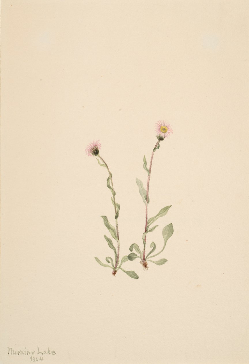 Pink Fleabane Erigeron jucundus, 1904. af Mary Vaux Walcott