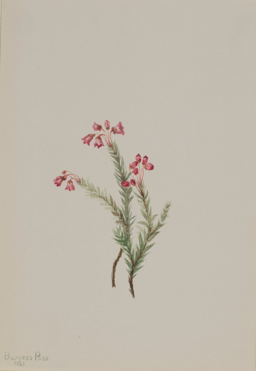 Pink Heather Phyllodoce empetriformis, 1901. af Mary Vaux Walcott