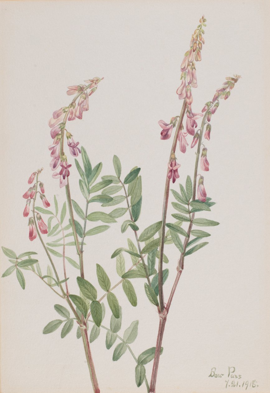 Lyserød hedysarum (Hedysarum americanum) af Mary Vaux Walcott