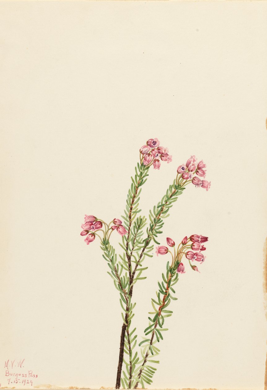 Lyserød bjerglyng (Phyllodoce empetriformis) af Mary Vaux Walcott