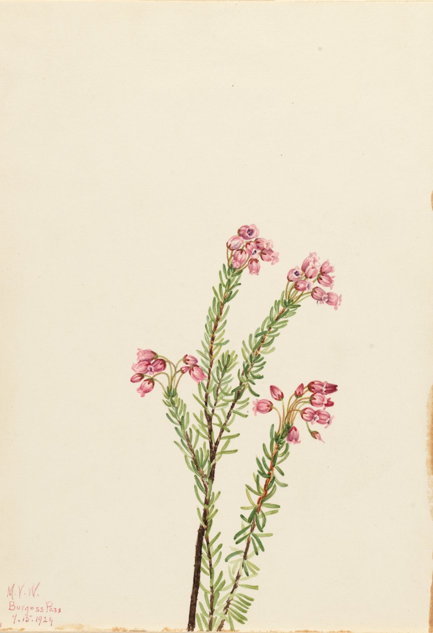 Pink Mountain Heather Phyllodoce empetriformis, 1924. af Mary Vaux Walcott
