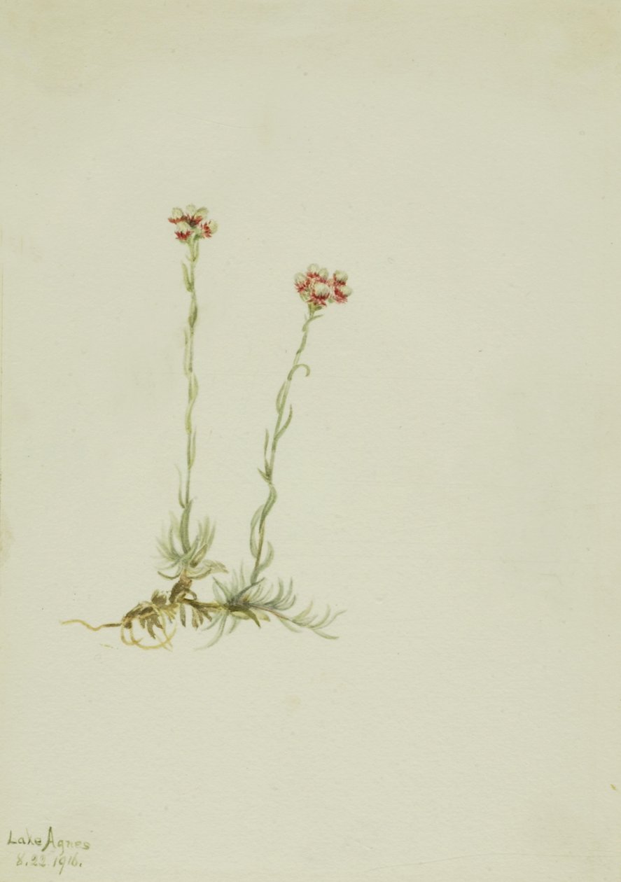 Lyserød katteurt (Antennaria rosea) af Mary Vaux Walcott