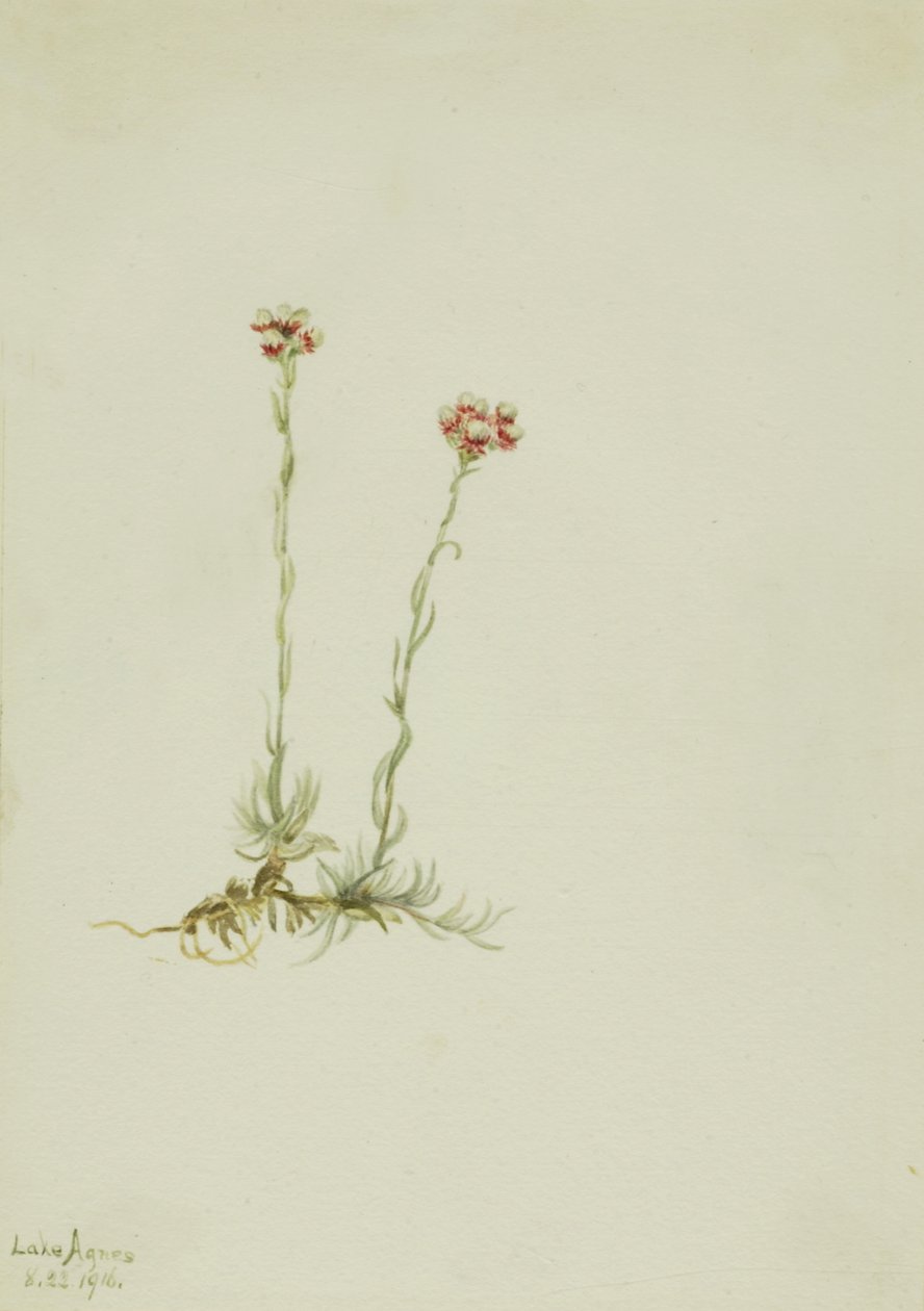 Pink Pussytoes Antennaria rosea, 1916. af Mary Vaux Walcott