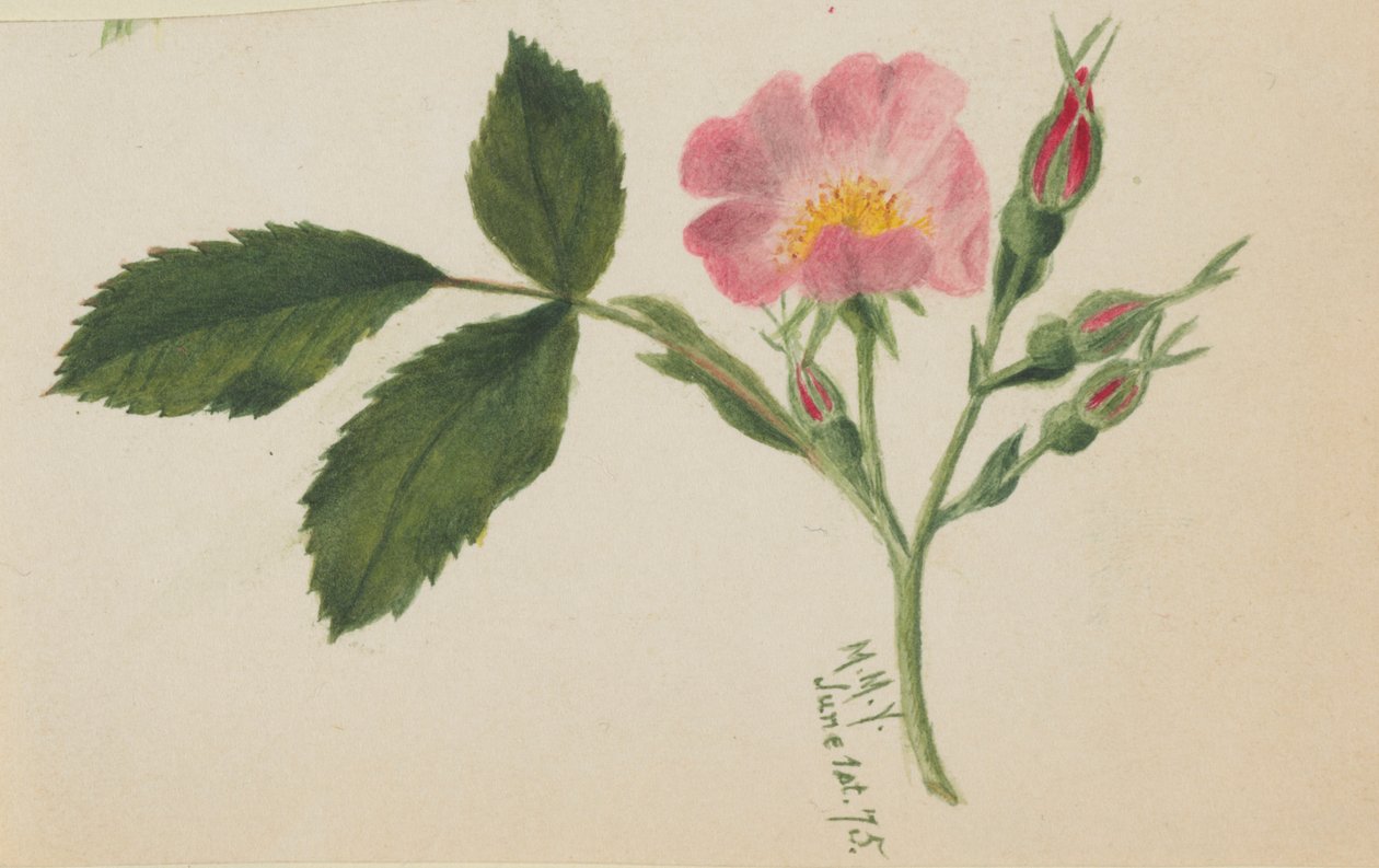 Lyserød rose af Mary Vaux Walcott