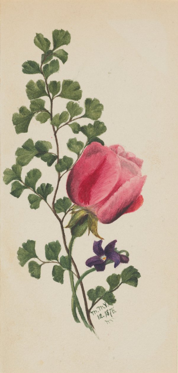 Lyserød rose med violet af Mary Vaux Walcott
