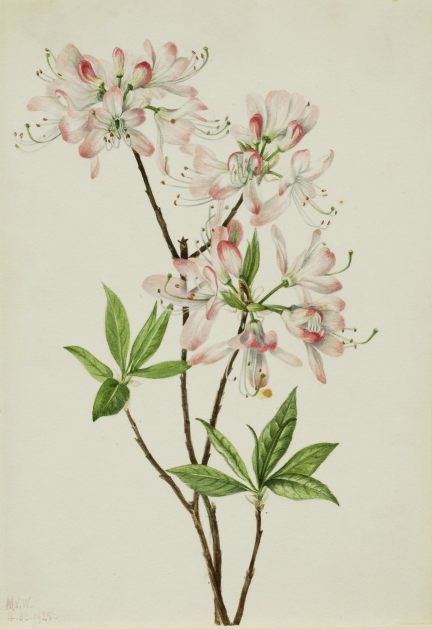 Pinkshell-azalea (Azalea vaseyi) af Mary Vaux Walcott