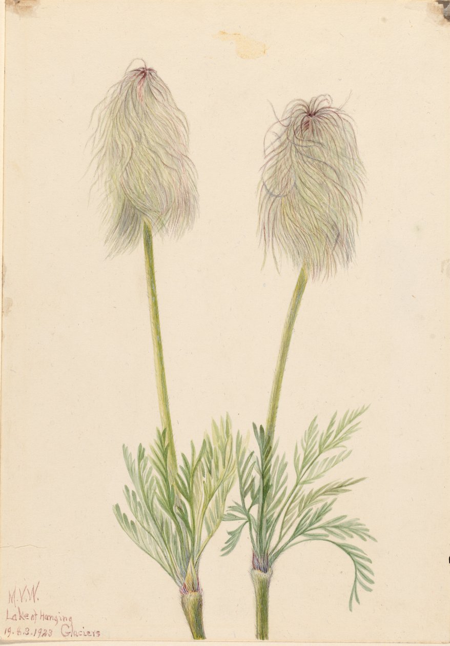 Anemone med fjer (Pulsatilla occidentalis) af Mary Vaux Walcott