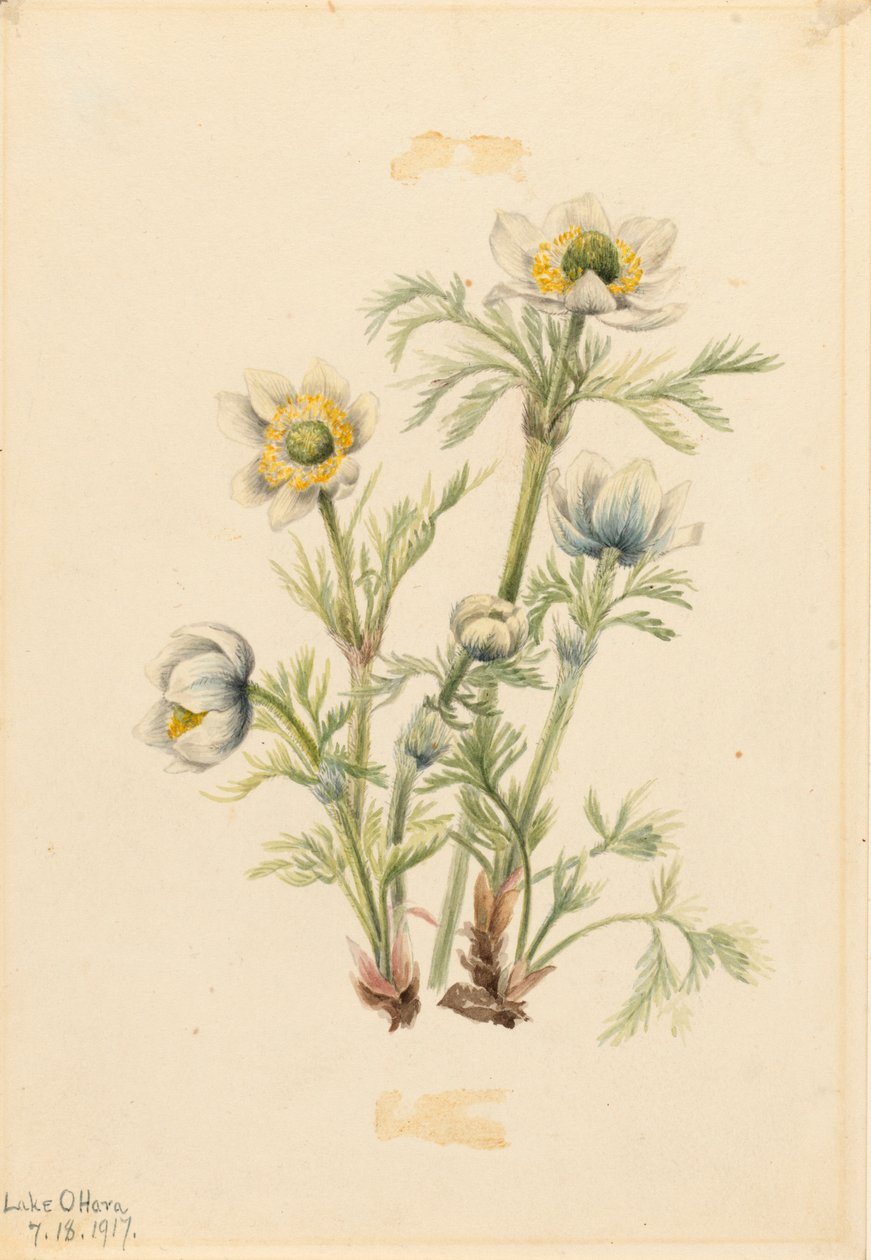 Plume Anemone Pulsatilla occidentalis, 1917. af Mary Vaux Walcott