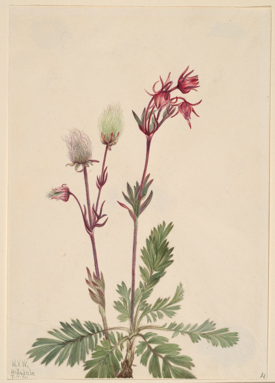 Prærie-røg (Sieversia ciliata) af Mary Vaux Walcott