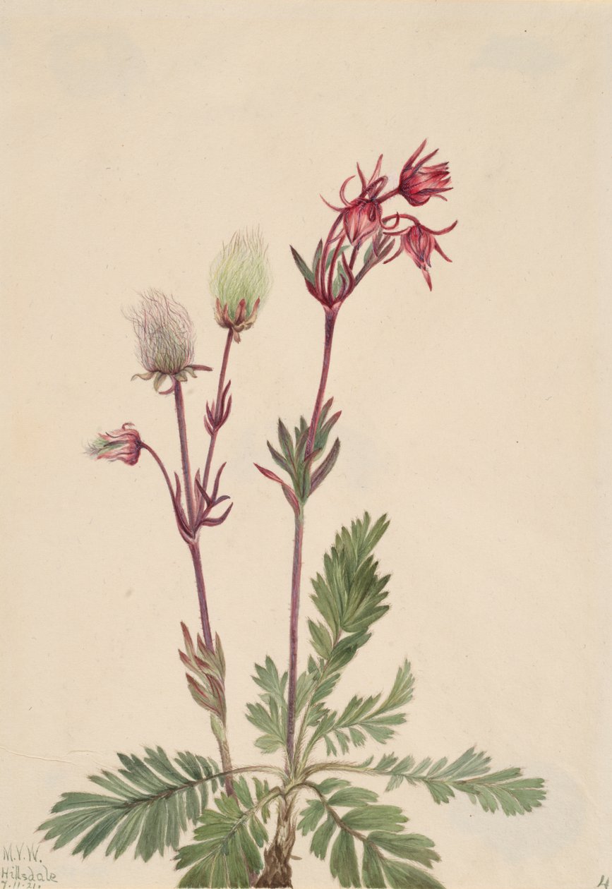 Prairie-Smoke Sieversia ciliata, 1921. af Mary Vaux Walcott