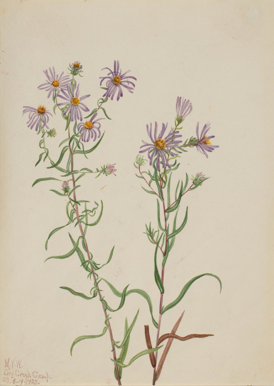 Prærie-stjerne (Aster campestris) af Mary Vaux Walcott