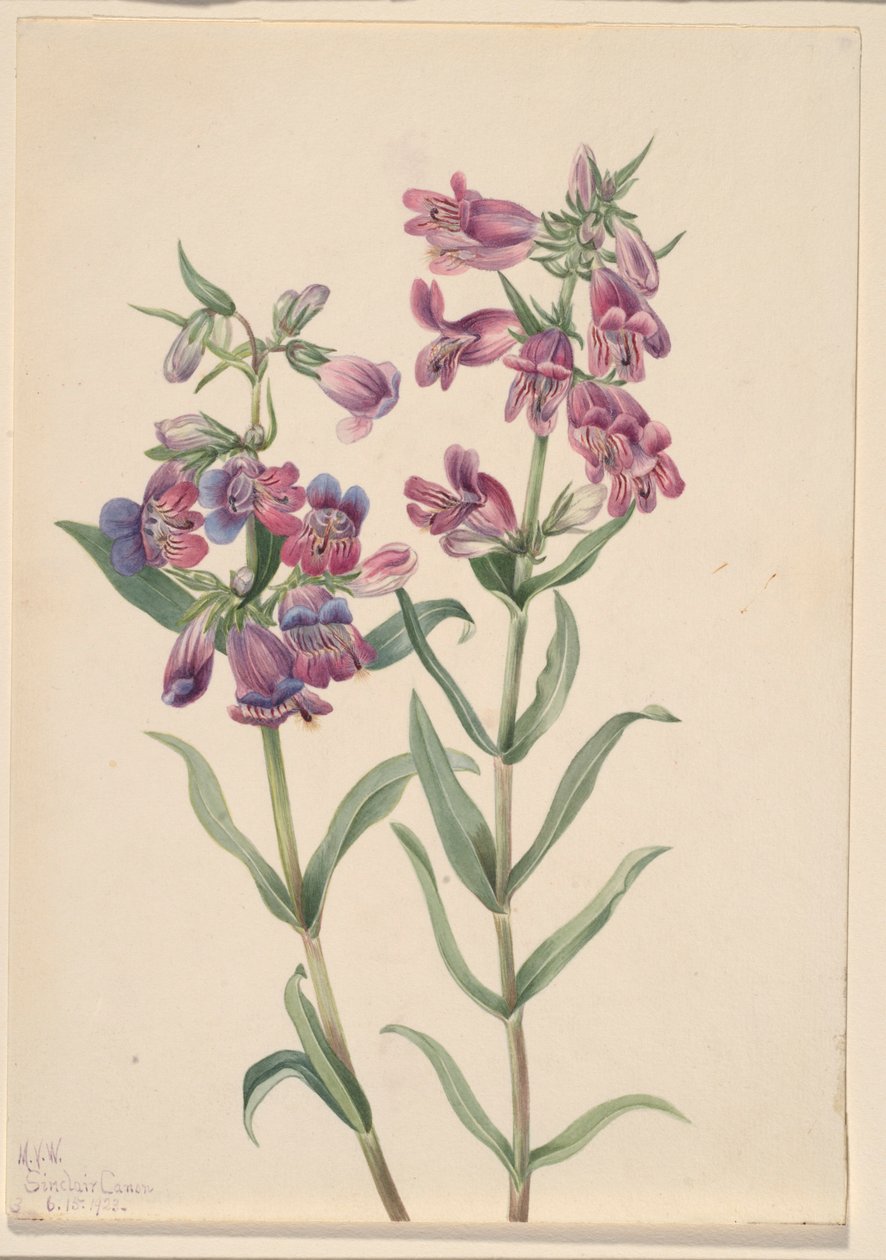 Prærie-Pentstemon (Pentstemon erianthera) af Mary Vaux Walcott