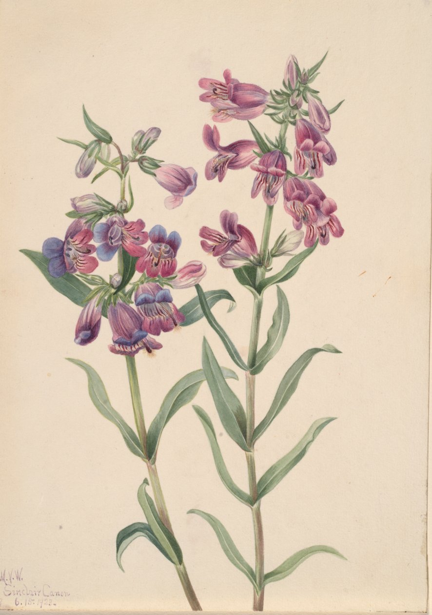 Prairie Penstemon Penstemon erianthera, 1923. af Mary Vaux Walcott
