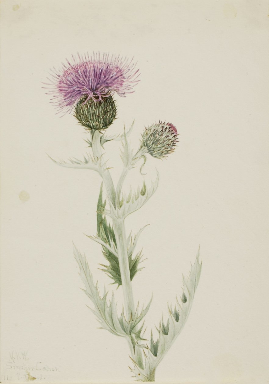 Prærietidsel (Cirsium undulatum) af Mary Vaux Walcott