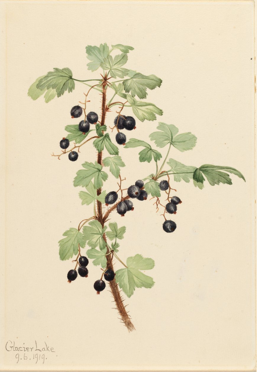 Stikkende solbær (Ribes lacustre) af Mary Vaux Walcott